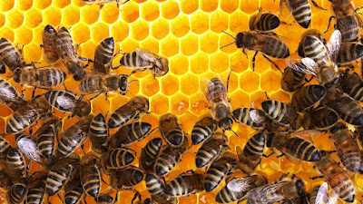 CLAIR D ABEILLE à Arlanc