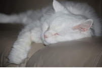 The Cozy Companion - Photo 2 - Car repair in , Panama City