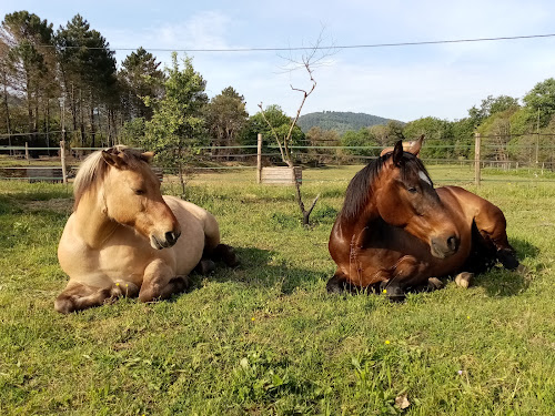 Centre équestre Les Chevaux de Violette Les Mayons