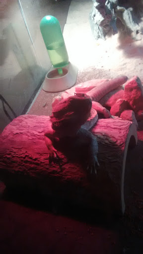 Pet Supply Store «PetSmart», reviews and photos, 916 Loganville Hwy, Bethlehem, GA 30620, USA