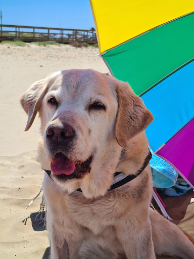 Centro Veterinario Cabomanga en Cape Palos