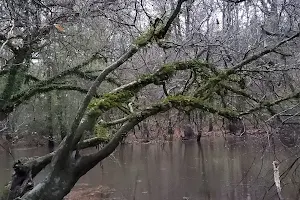 Ogeechee Crossing Park image