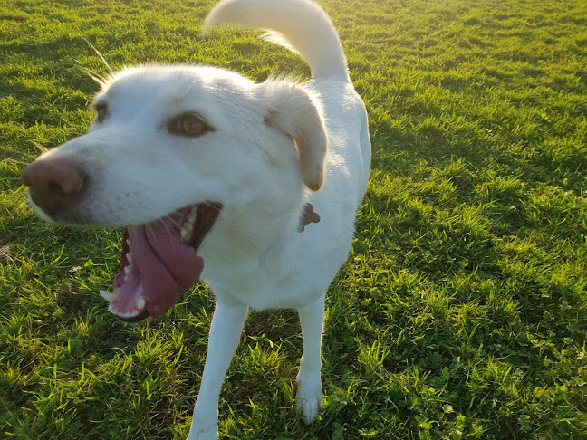 Reviews of Bradlegh Dog Exercise Field in Warrington - Dog trainer
