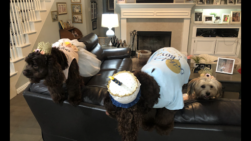 Pet Supply Store «Petco Animal Supplies», reviews and photos, 2241 Porter Creek Dr, Fort Worth, TX 76177, USA