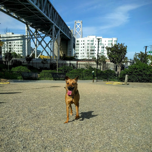 Dog Park «Rincon Hill Dog Park», reviews and photos, Bryant St & Beale St, San Francisco, CA 94105, USA