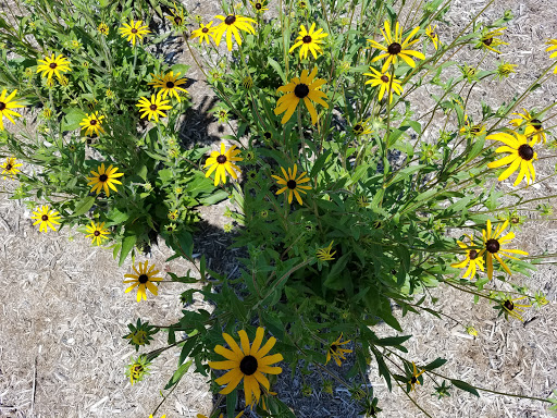 Park «Founders Park», reviews and photos, 11675 Hazel Dell Pkwy, Carmel, IN 46033, USA