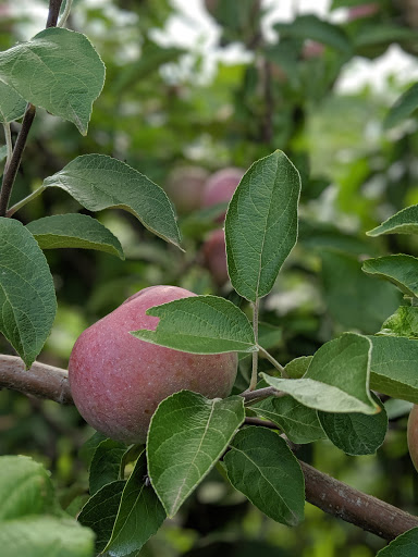 Tourist Attraction «Sunflower Maze», reviews and photos, South St, Middlefield, CT 06455, USA