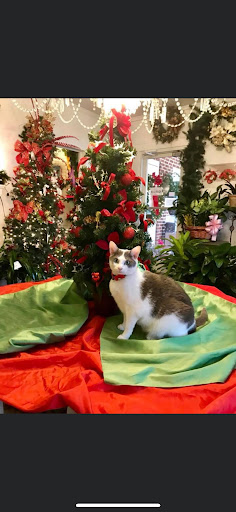 Florist «The Daisy Fair Flowers», reviews and photos, 1400 4th Ave, Conway, SC 29526, USA