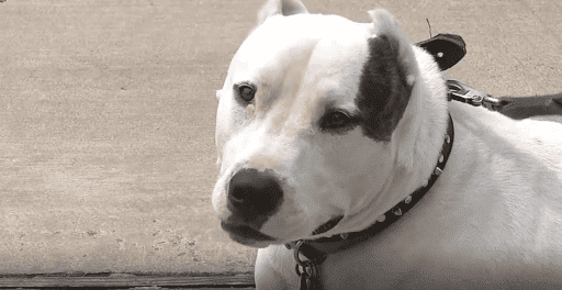 Law Firm «The Schill Law Group», reviews and photos