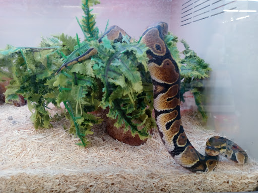 Pet Supply Store «Pet Supplies Plus», reviews and photos, 2927 Riley Fuzzel Rd #400, Spring, TX 77386, USA