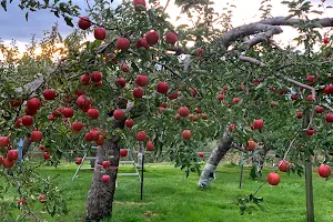 Kuroishi-kankoringo-en (Apple picking garden) image
