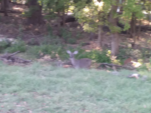 Public Golf Course «Landa Park Golf Course at Comal Springs», reviews and photos, 180 Golf Course Rd, New Braunfels, TX 78130, USA