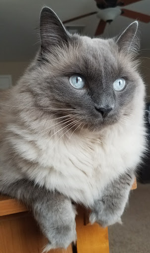 Pet Supply Store «Petco Animal Supplies», reviews and photos, 21178 E Ocotillo Rd, Queen Creek, AZ 85142, USA