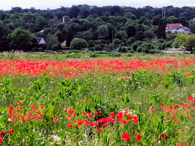 Prairie Communale du Mesnil-le-Roi à Le Mesnil-le-Roi