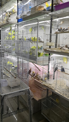 عصفورة للطيور وأسماك الزينة بالحليلة 