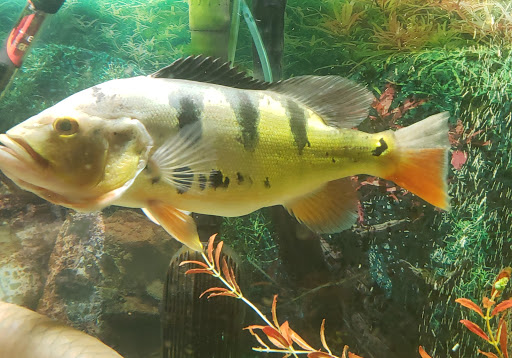 Pet Store «Fins Feathers Paws & Claws», reviews and photos, 436 Main St, Harleysville, PA 19438, USA