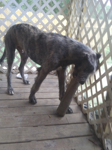 Pet Supply Store «Pet Supermarket», reviews and photos, 11160 Panama City Beach Pkwy #402, Panama City Beach, FL 32407, USA