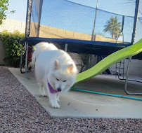 PetSuites Chandler - Photo 4 - Car repair in Chandler, AZ, Mesa