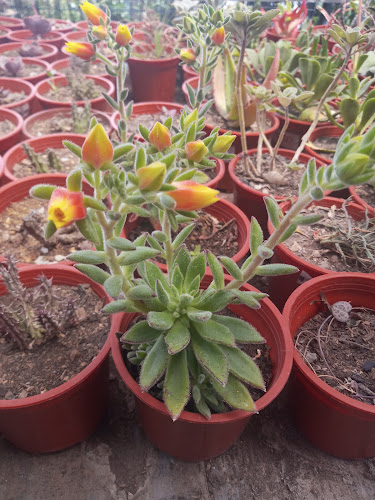 Espina blanca - Centro de jardinería