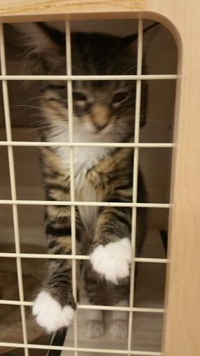 Pet Supply Store «Petco Animal Supplies», reviews and photos, 2765 Santa Rosa Ave, Santa Rosa, CA 95407, USA