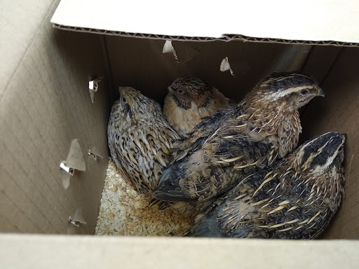 Pet Store «El Gallo Rojo Pet Shop», reviews and photos, 5901 N Armenia Ave, Tampa, FL 33603, USA