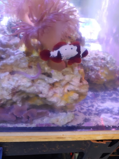 Tropical Fish Store «Richmond Aquarium», reviews and photos, 3645 Speeks Dr, Midlothian, VA 23112, USA