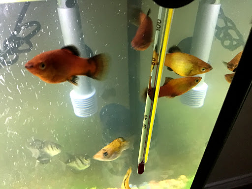 Pet Supply Store «Petco Animal Supplies», reviews and photos, 4030 N MacArthur Blvd #200, Irving, TX 75038, USA