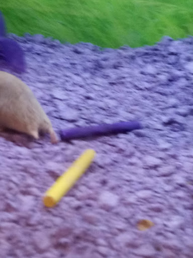 Pet Supply Store «PetSmart», reviews and photos, 5200 W Main St, Kalamazoo, MI 49009, USA