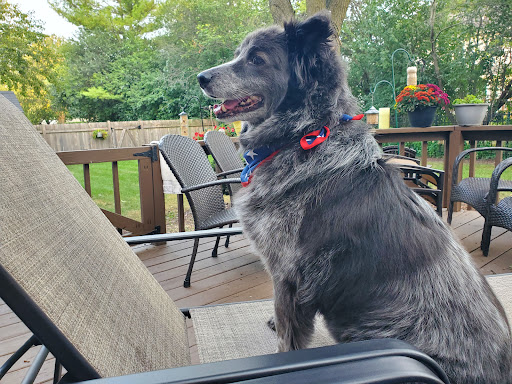 Natasha's Dog Grooming Spa