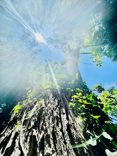 Tire Shop «Discount Tire Center», reviews and photos, 1406 NJ-37, Toms River, NJ 08753, USA