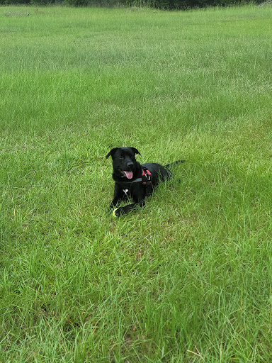 Humane Society for Greater Savannah
