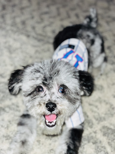 Pet Supply Store «PetSmart», reviews and photos, 1791 Oconee Connector Suite 130, Athens, GA 30606, USA