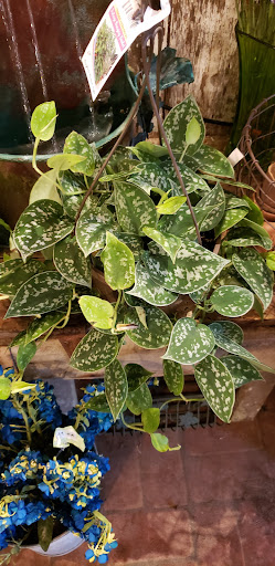 Florist «Talbott’s Flowers», reviews and photos, 22 N State St, Westerville, OH 43081, USA