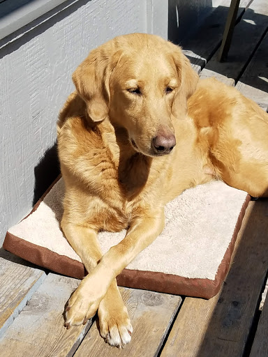 Cloquet Animal Hospital