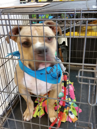 Pet Supply Store «PetSmart», reviews and photos, 6348 Foothill Blvd, Tujunga, CA 91042, USA