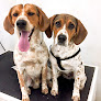 Pet Rainha | Loja de Animais Caldas da Rainha