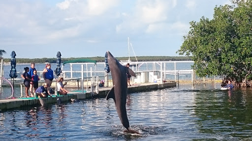 Recreation «Dolphins Plus Oceanside», reviews and photos, 31 Corinne Pl, Key Largo, FL 33037, USA