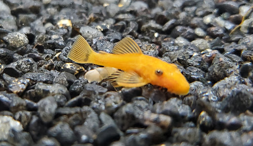 Tropical Fish Store «Aquatic Dog», reviews and photos, 7429 E Iliff Ave, Denver, CO 80231, USA