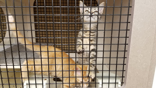 Pet Supply Store «Petco Animal Supplies», reviews and photos, 2705 Federated Blvd, Columbus, OH 43235, USA