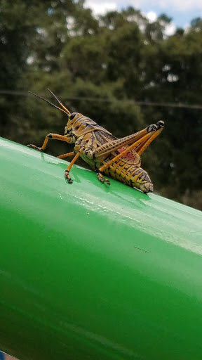 Park «Red Bug Lake Park», reviews and photos, 3600 Red Bug Lake Rd, Casselberry, FL 32707, USA