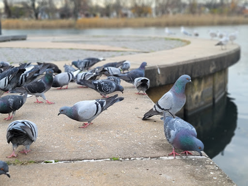 Park «Baisley Pond Park», reviews and photos, Baisley Blvd, Jamaica, NY 11434, USA