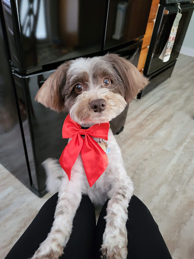 Petz Kutz Grooming Salon