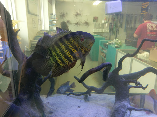 Tropical Fish Store «Fishy Business», reviews and photos, 140 S Ronald Reagan Blvd, Longwood, FL 32750, USA