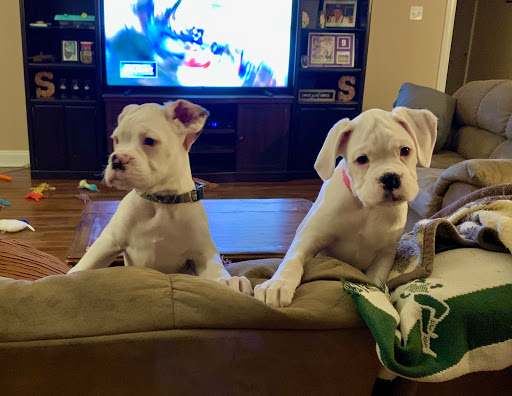 Pet Supply Store «Petco Animal Supplies», reviews and photos, 2358 S Range Ave, Denham Springs, LA 70726, USA