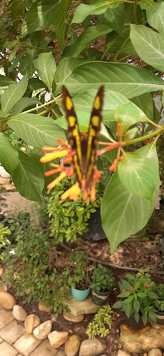 Tourist Attraction «The Shops at The Butterfly Estates and Florida Native Butterfly Society Conservatory (501c3)», reviews and photos, 1815 Fowler St, Fort Myers, FL 33901, USA