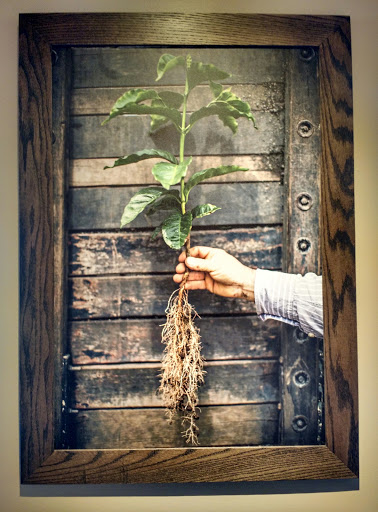 Starbucks image
