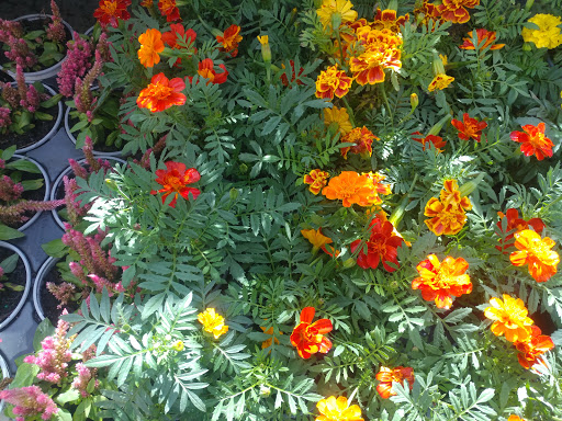 Department Store «Walmart Supercenter», reviews and photos, 19975 S Tamiami Trail, Estero, FL 33928, USA