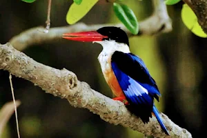 Sundarban Eco Tourism image