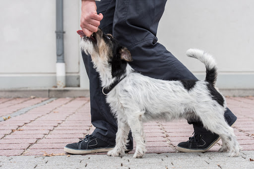 Addestramento Cani Milano - Dog Trainer