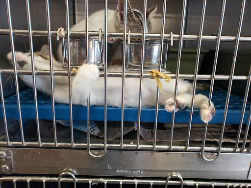 Pet Supply Store «Petsense Lenoir», reviews and photos, 1009 Blowing Rock Blvd, Lenoir, NC 28645, USA